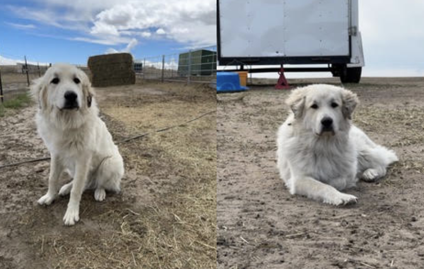 Available Adult Dogs — Colorado Mountain Dogs